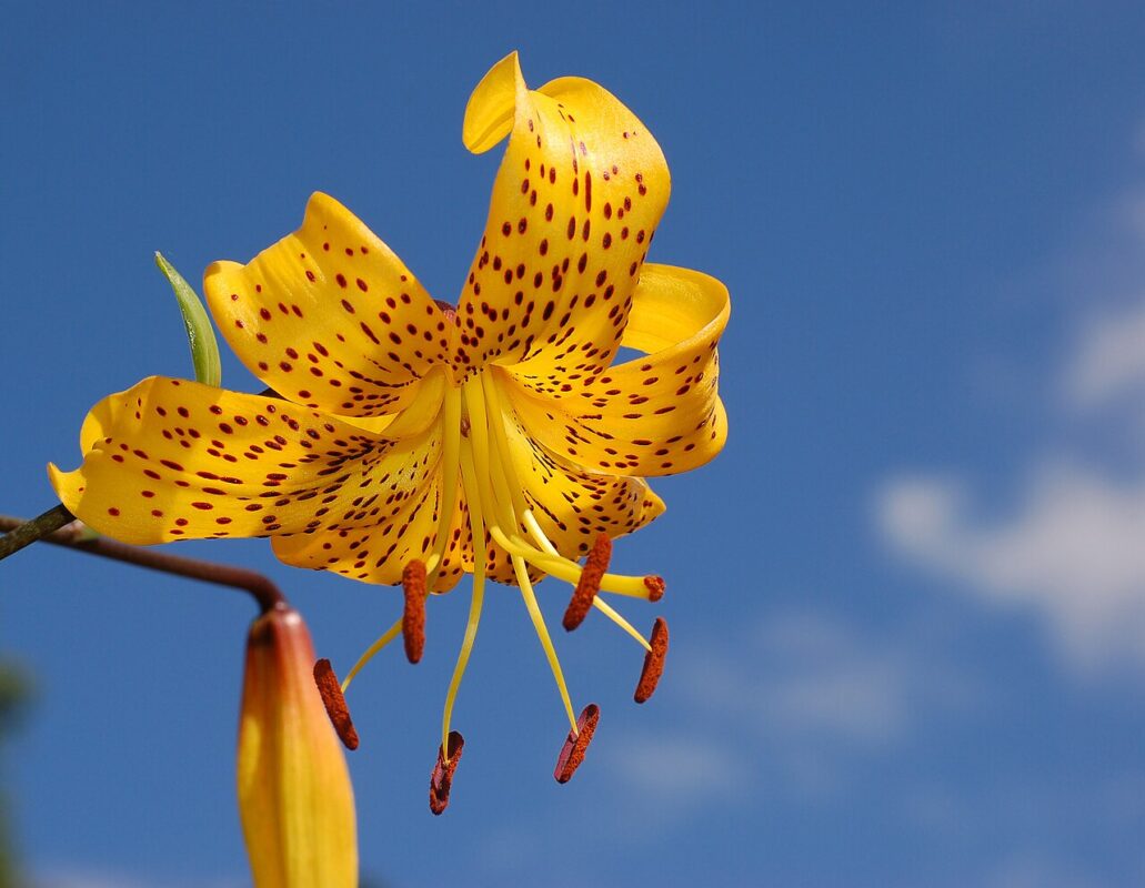 Liilia Exotic Sun