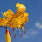 Liilia Exotic Sun