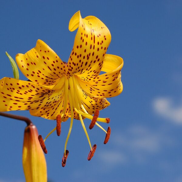 Liilia Exotic Sun