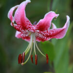 Roselily Editha