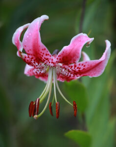 Roselily Editha