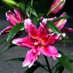 Roselily Jasmina