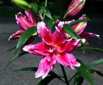 Roselily Jasmina