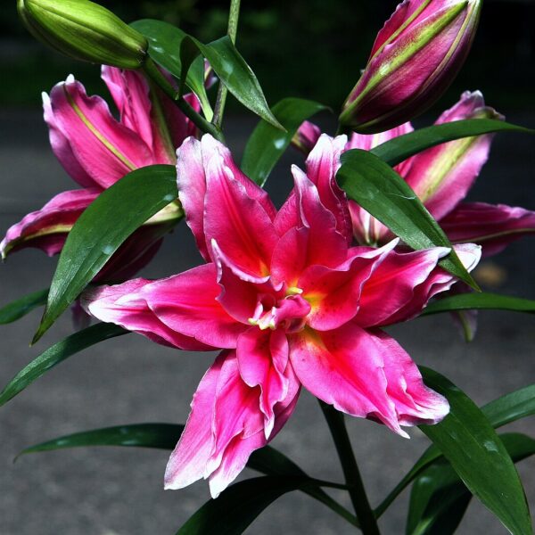 Roselily Jasmina
