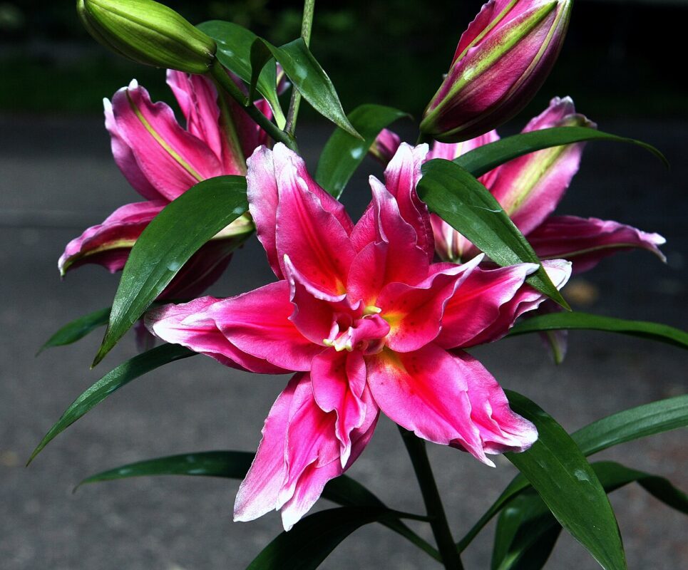 Roselily Jasmina