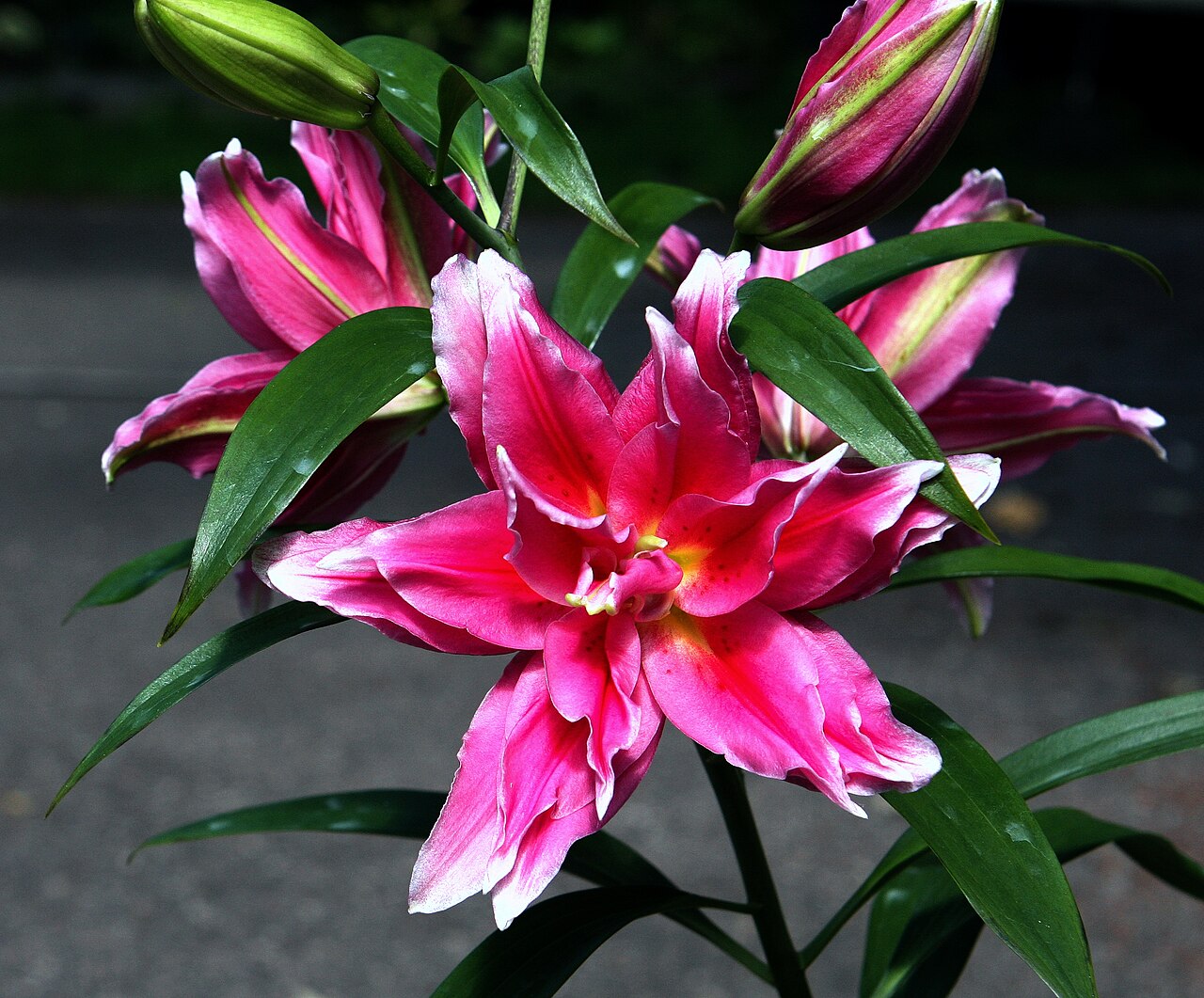 Roselily Jasmina Roselily Jasmina