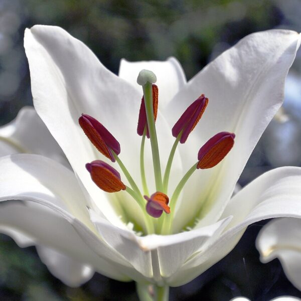 Roselily Sita